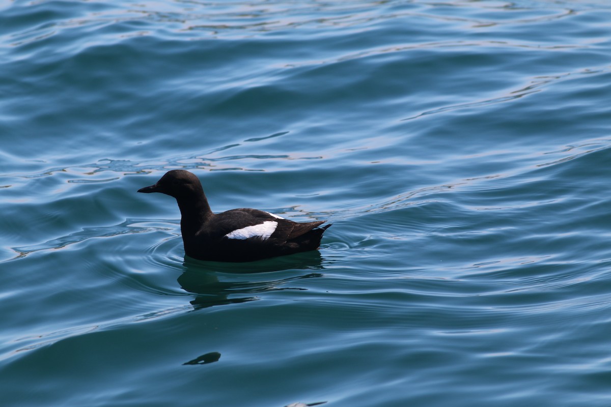 Pigeon Guillemot - ML133515821