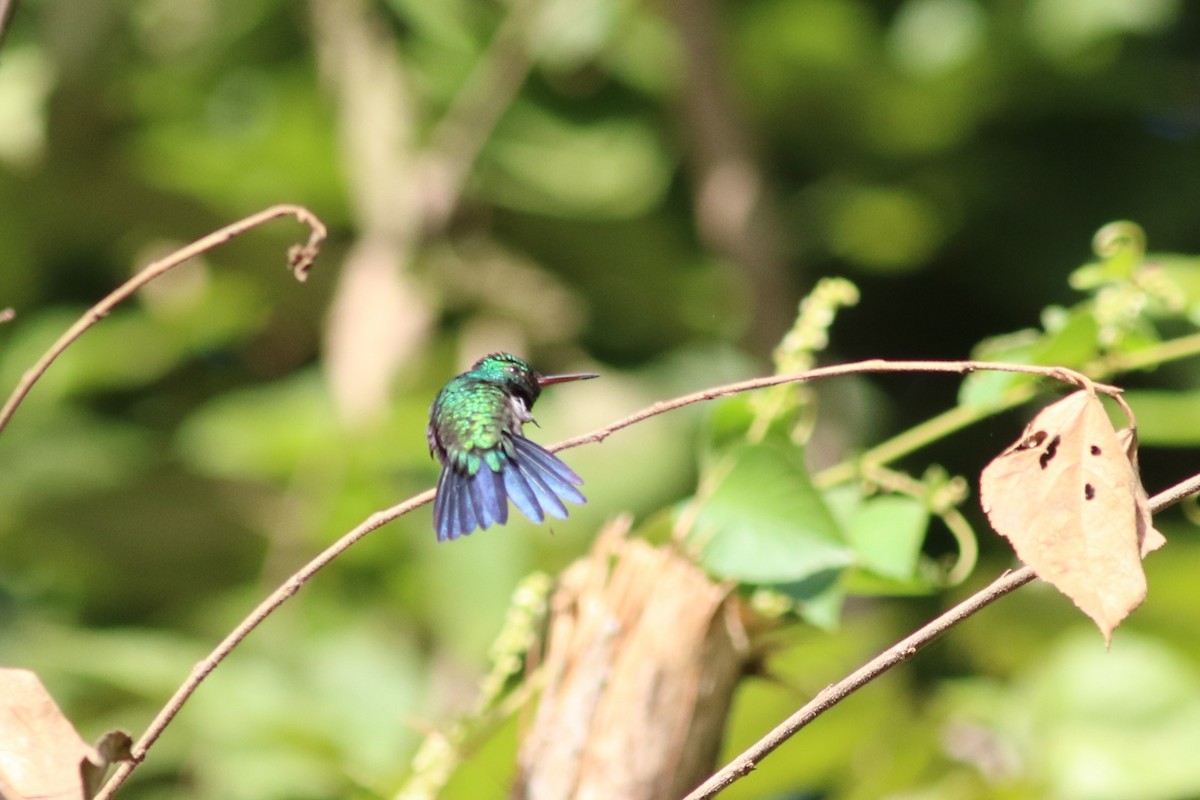 Violet-bellied Hummingbird - ML133516691