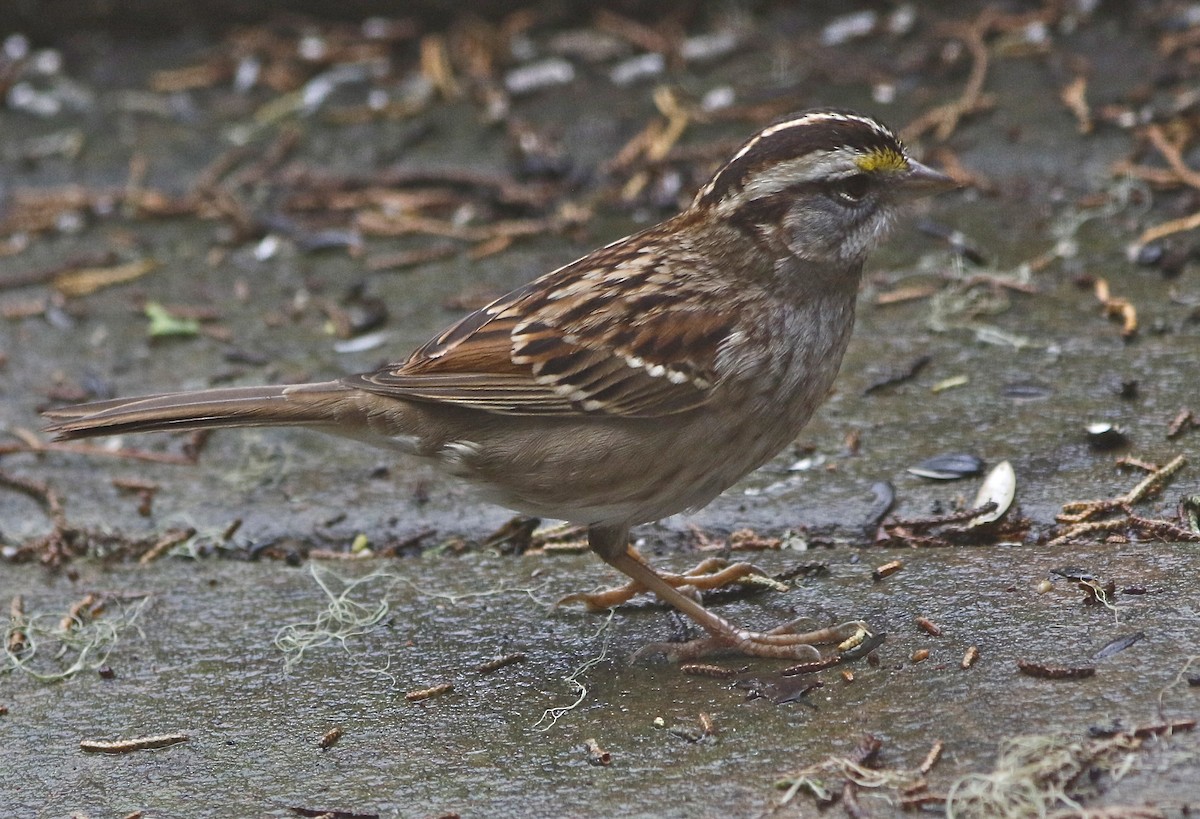 White-throated Sparrow - Don Roberson