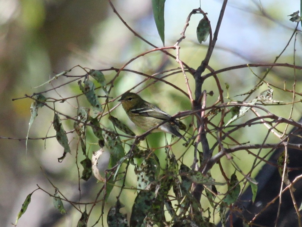 Paruline rayée - ML133519181