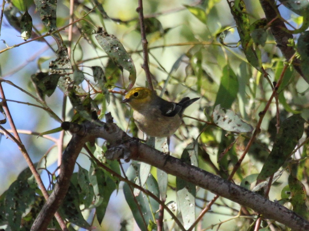 Paruline à tête jaune - ML133519201