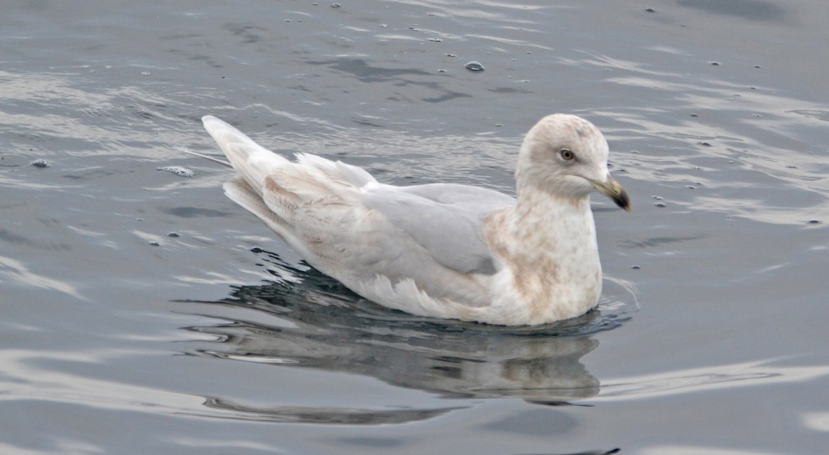 Iceland Gull (kumlieni) - Michael J Good