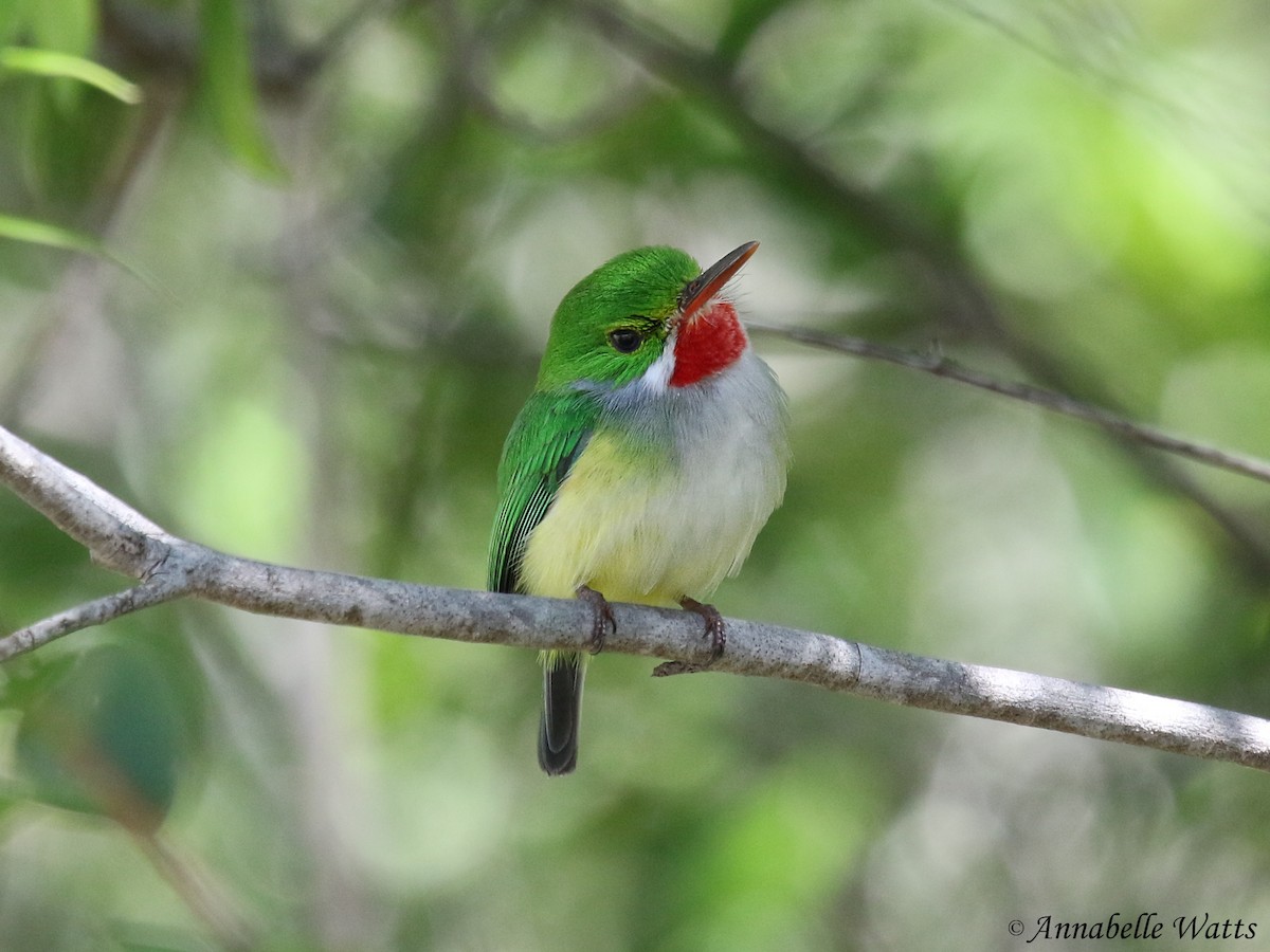 Puerto Rican Tody - Justin Watts