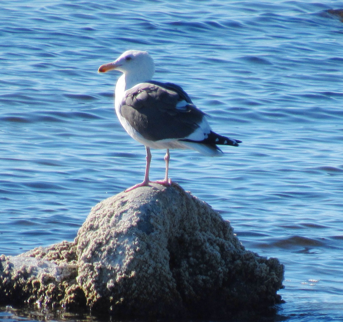 Western Gull - Brian Hinds