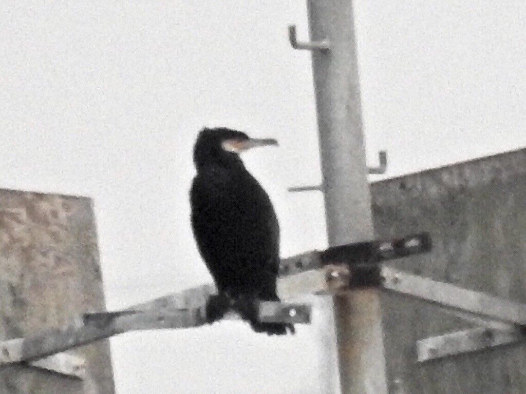 Great Cormorant (North Atlantic) - Sue Finnegan