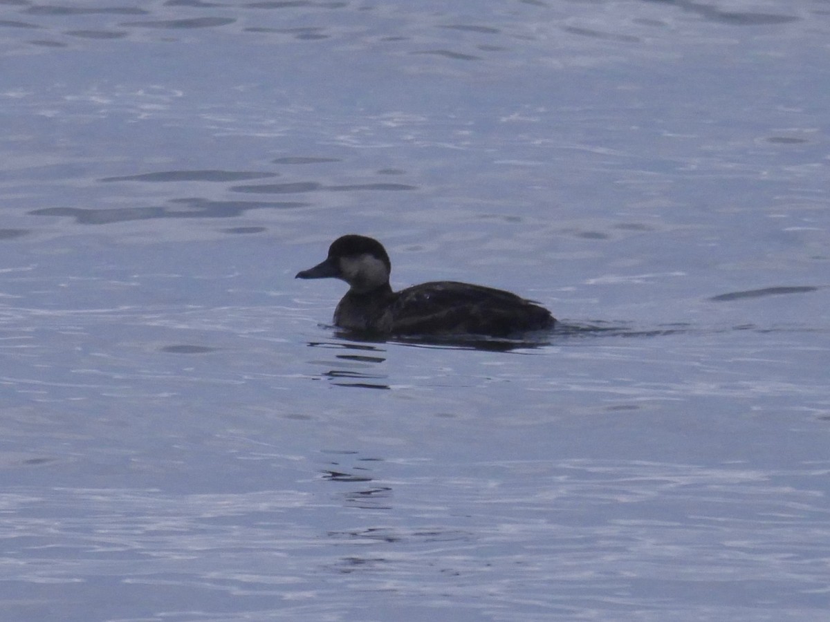 Black Scoter - ML133526451