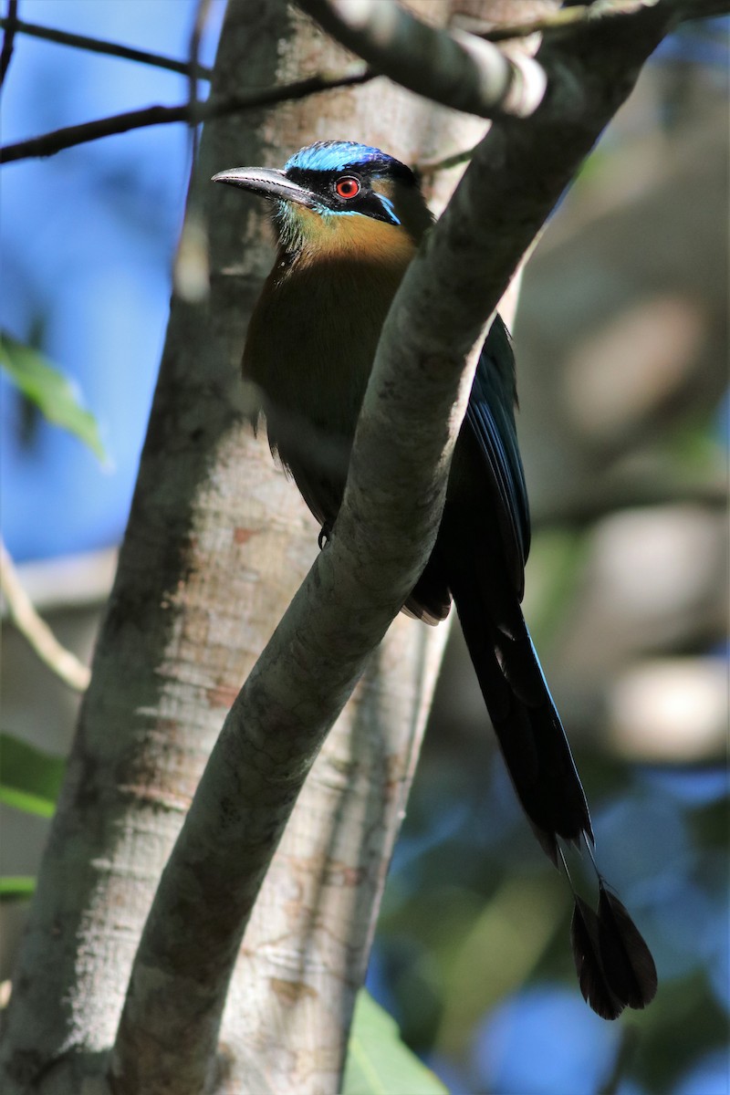 Lesson's Motmot - ML133528531
