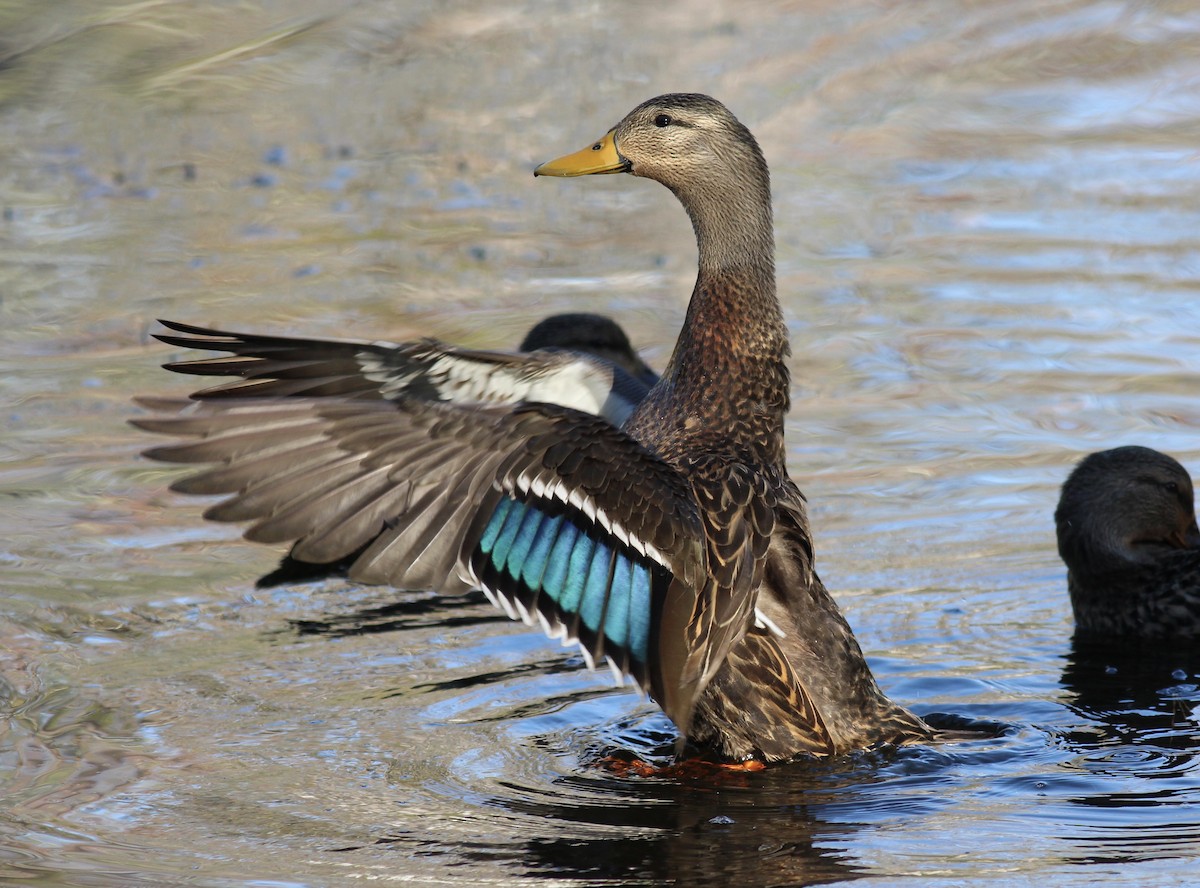 Mallard x Mottled Duck (hybrid) - Jamie Adams