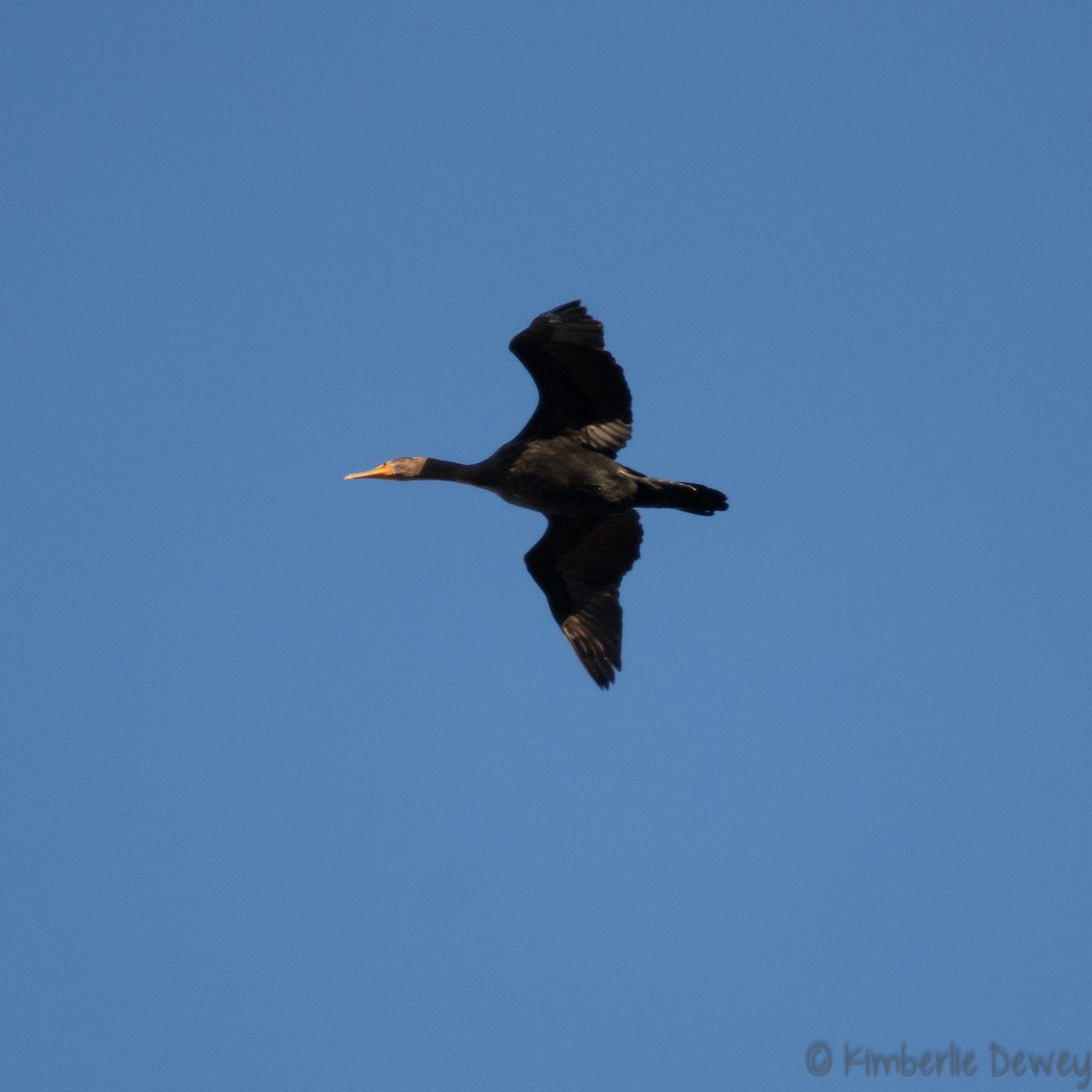 Double-crested Cormorant - ML133529791