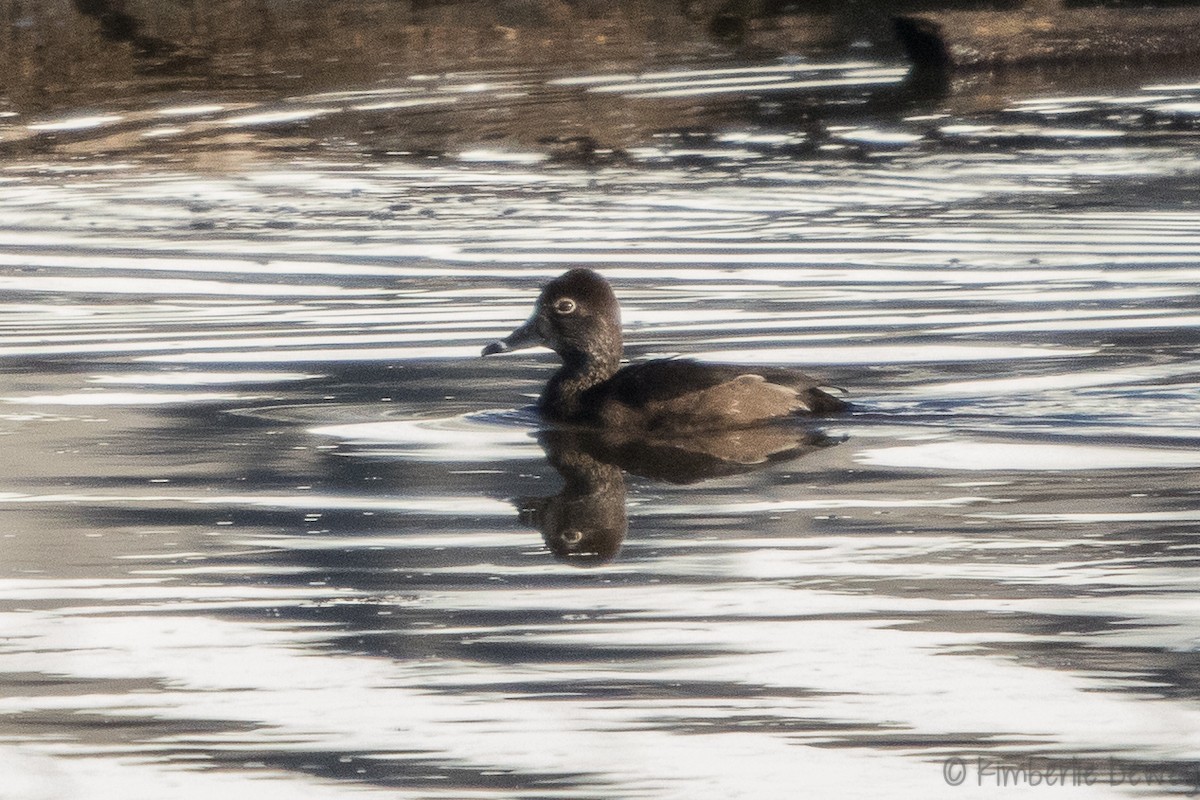 Ring-necked Duck - ML133529831