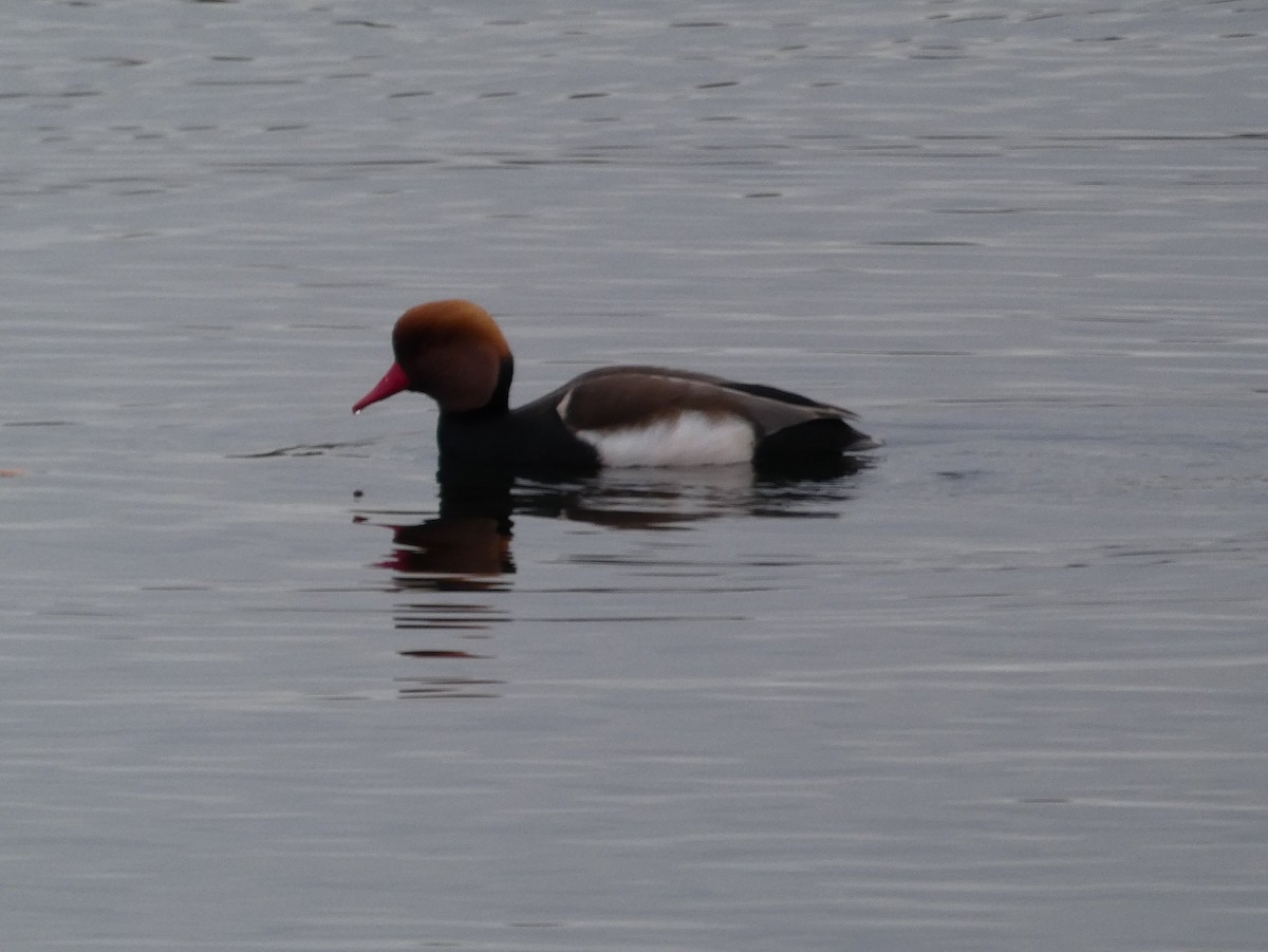 Улаан хошуут биваан - ML133529921