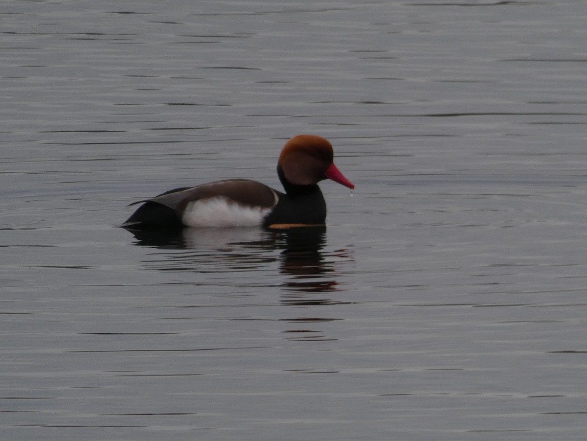 Улаан хошуут биваан - ML133529931