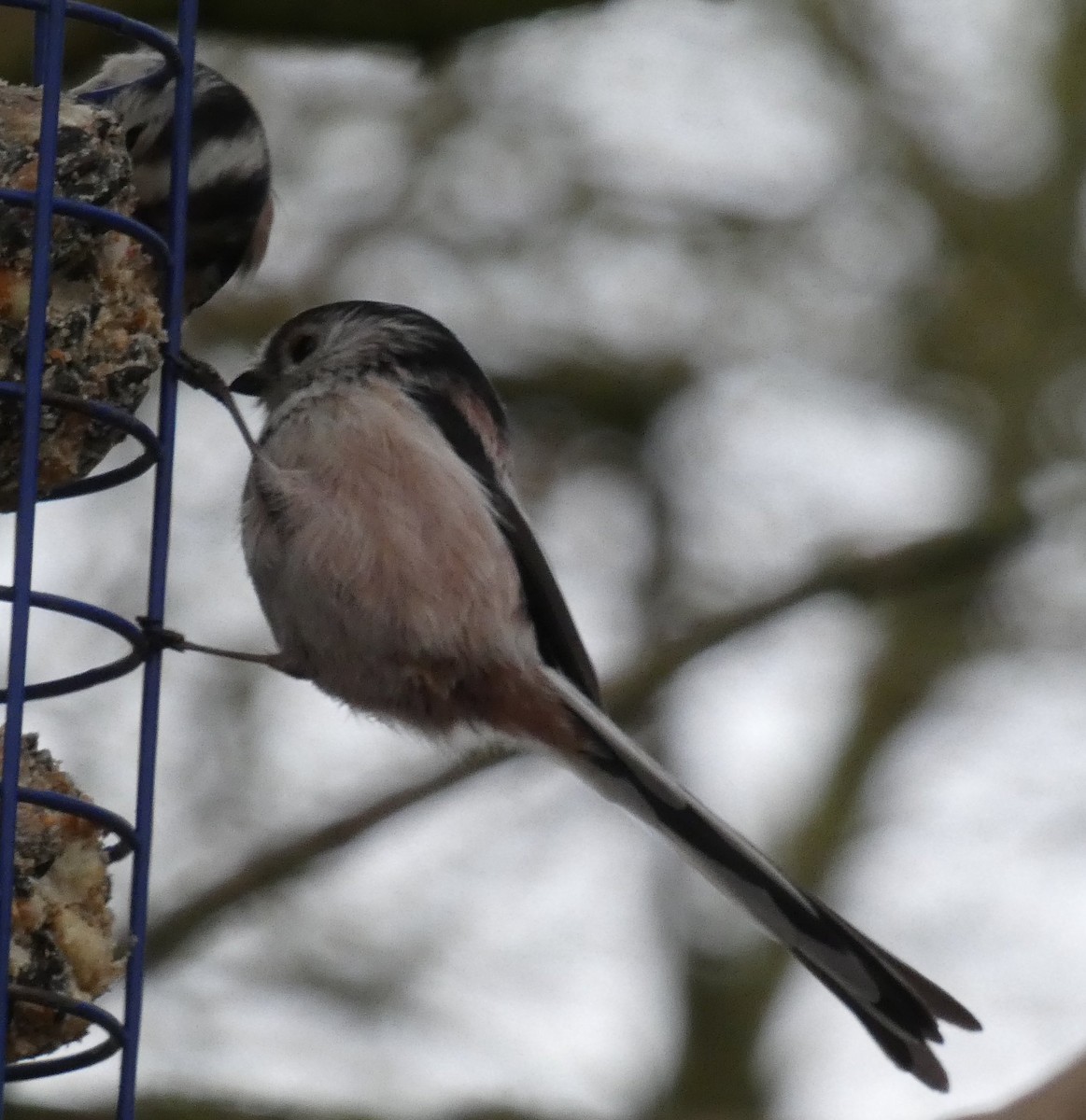 Сүүлт хөх бух - ML133530271