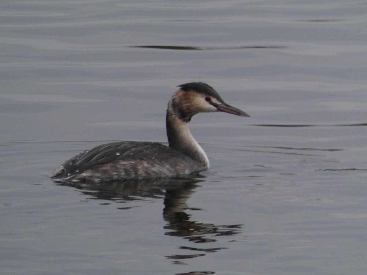 Отгот шунгуур - ML133530401