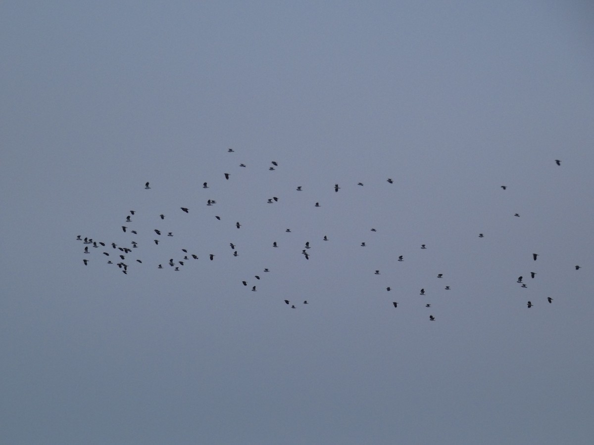 Умардын хавтгаалж - ML133530671