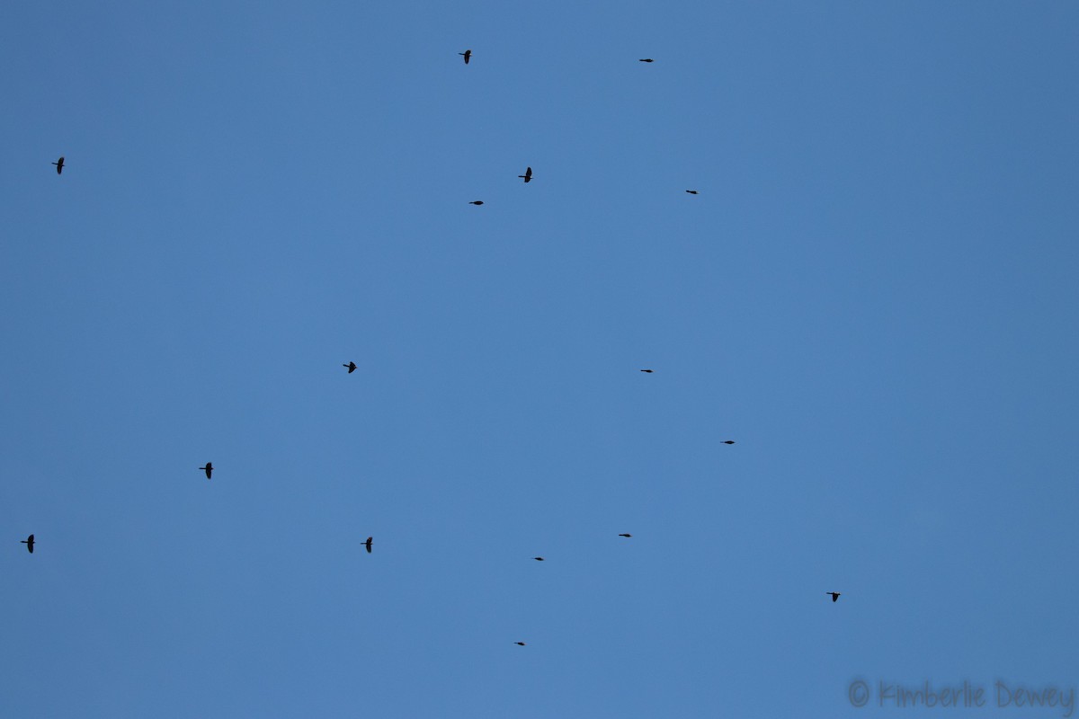 Common Grackle - ML133530821