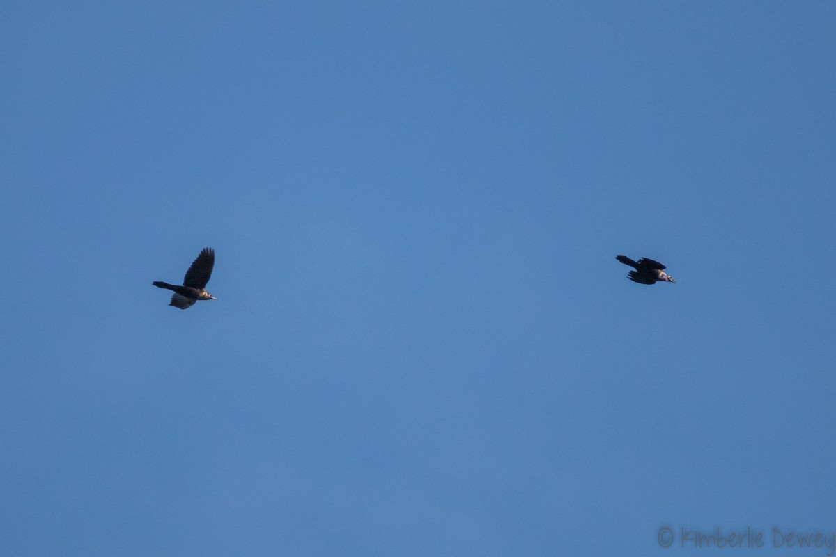 Common Grackle - ML133530891