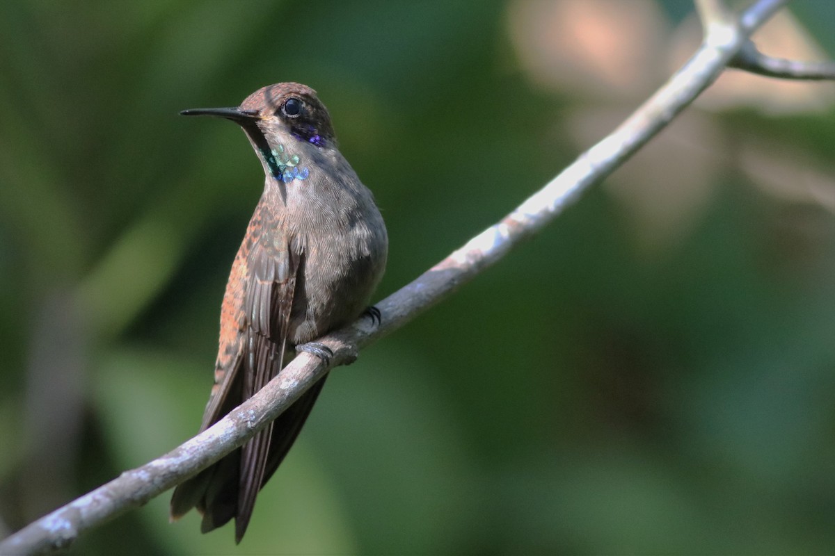 Brown Violetear - ML133531451