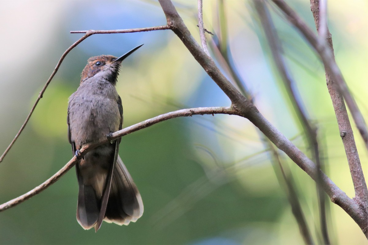 Brown Violetear - ML133531461