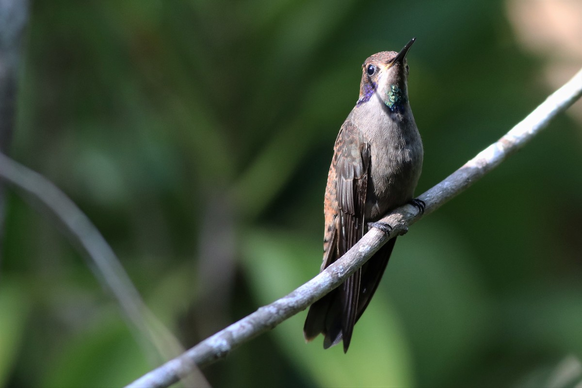 Brown Violetear - ML133531471