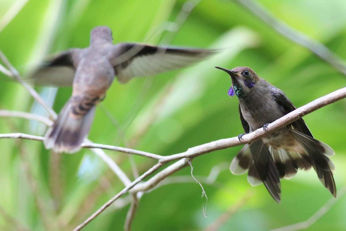 Brown Violetear - ML133531491