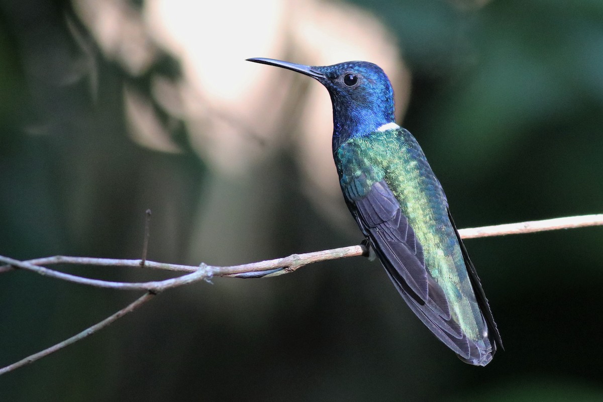 White-necked Jacobin - ML133531651