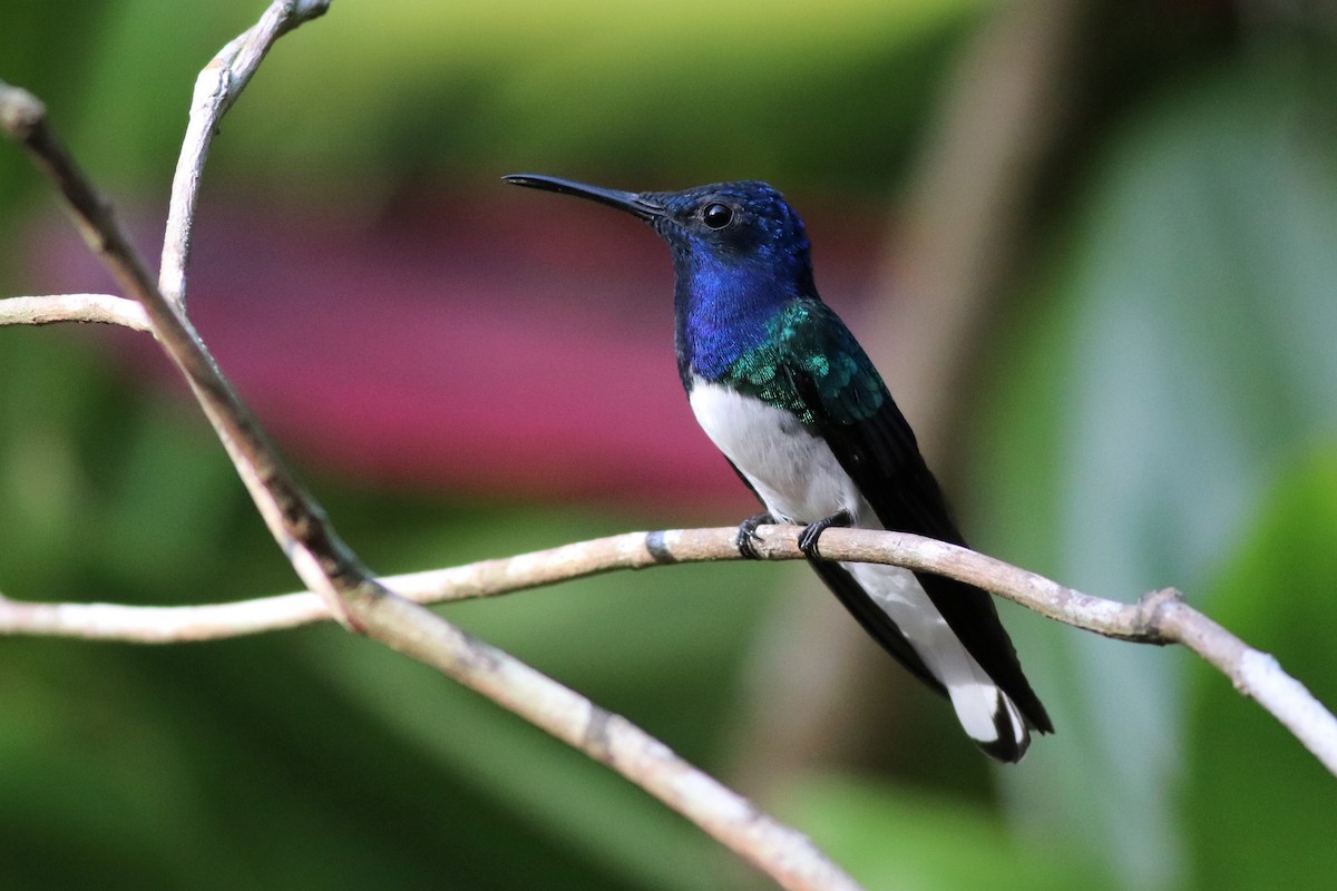 White-necked Jacobin - ML133531691