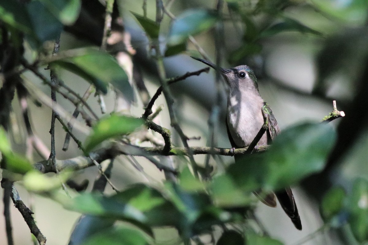 kolibřík klínoocasý - ML133531901