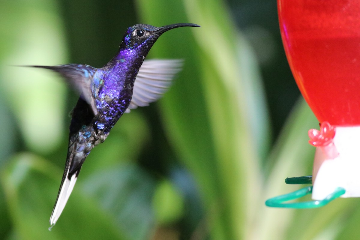 Colibrí Morado - ML133531911