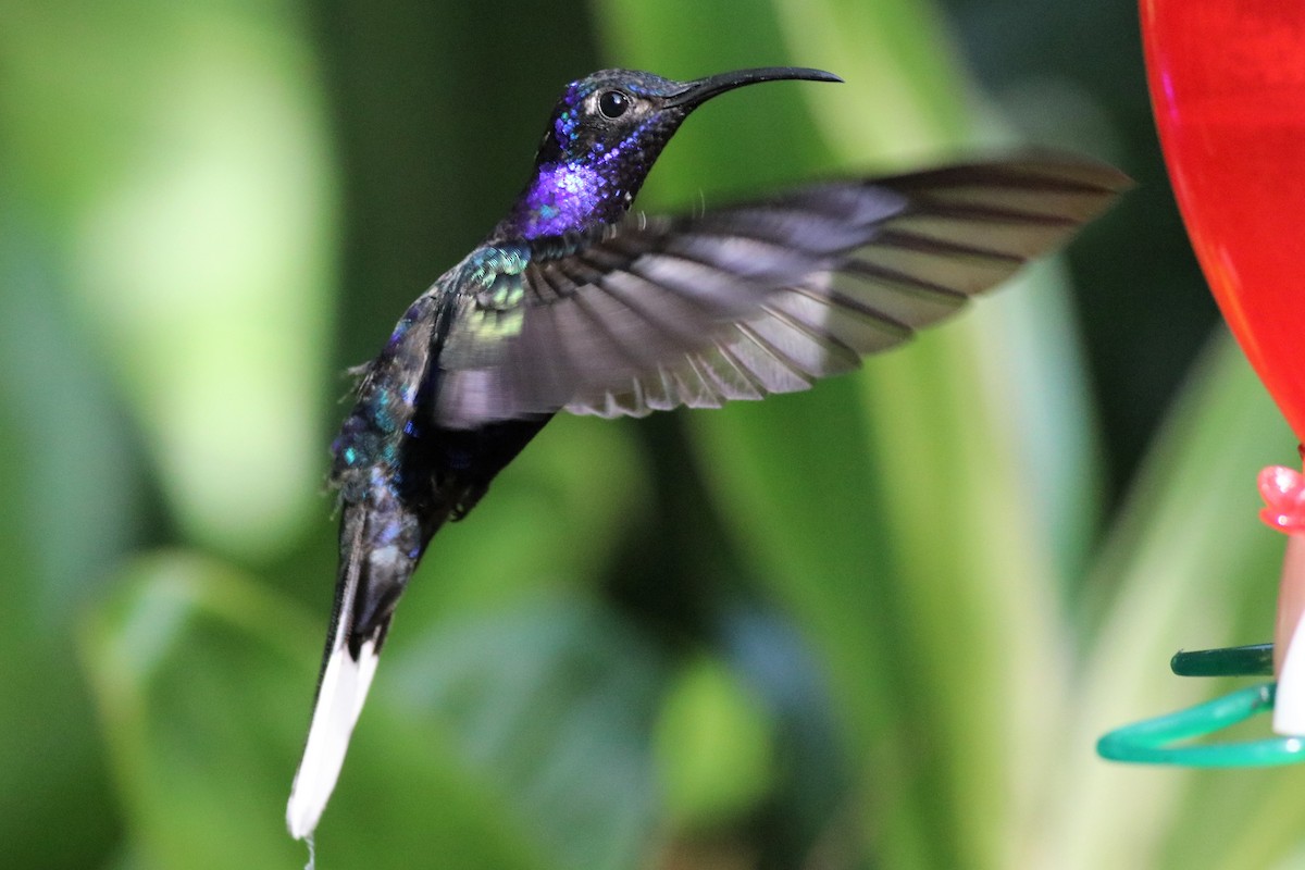 Colibrí Morado - ML133531921