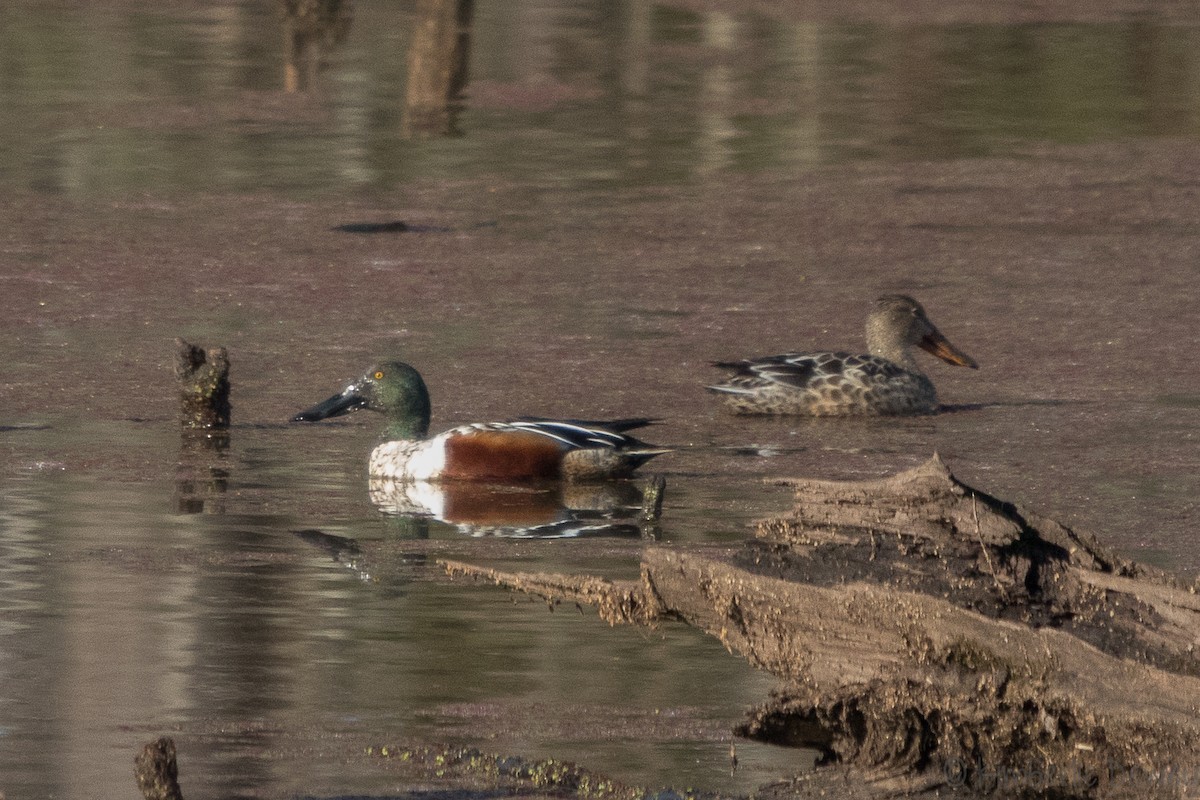 Northern Shoveler - ML133532501