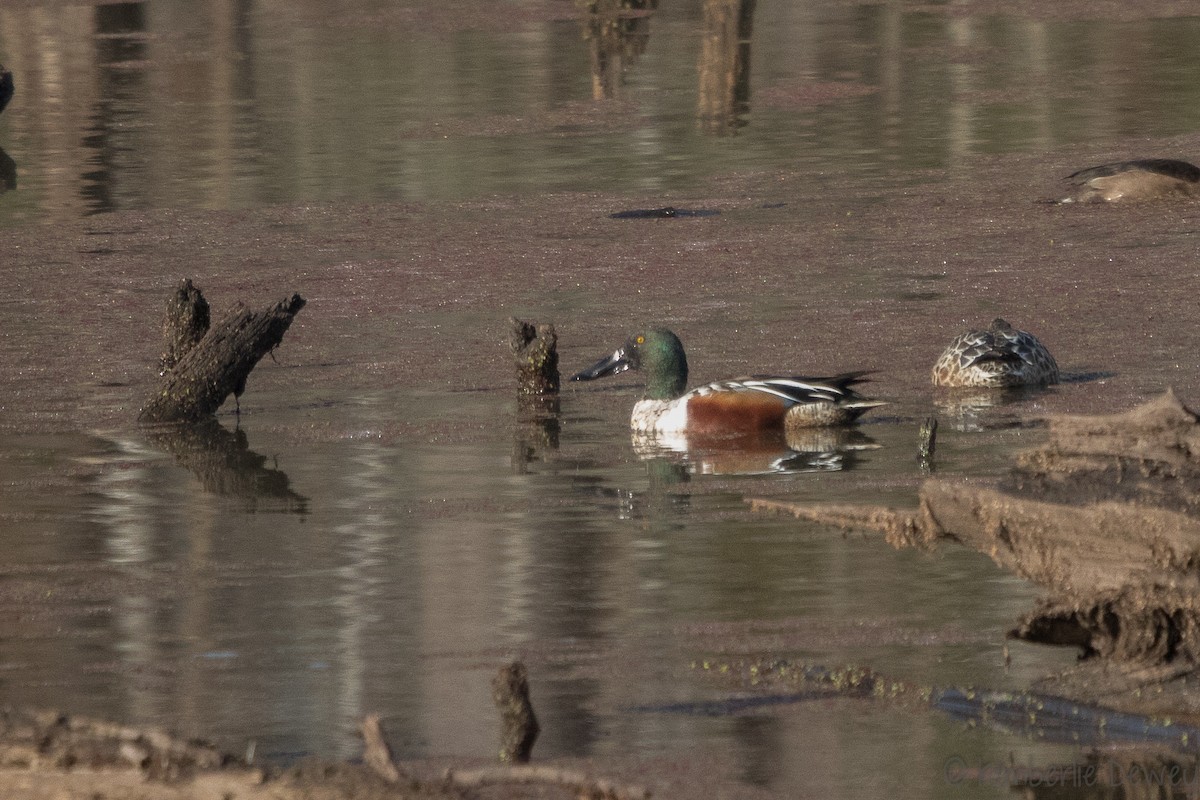 Northern Shoveler - ML133532511
