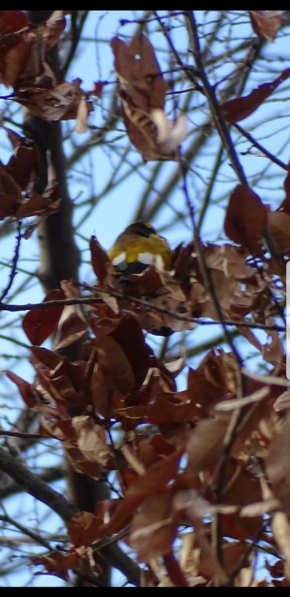 Evening Grosbeak - ML133533771
