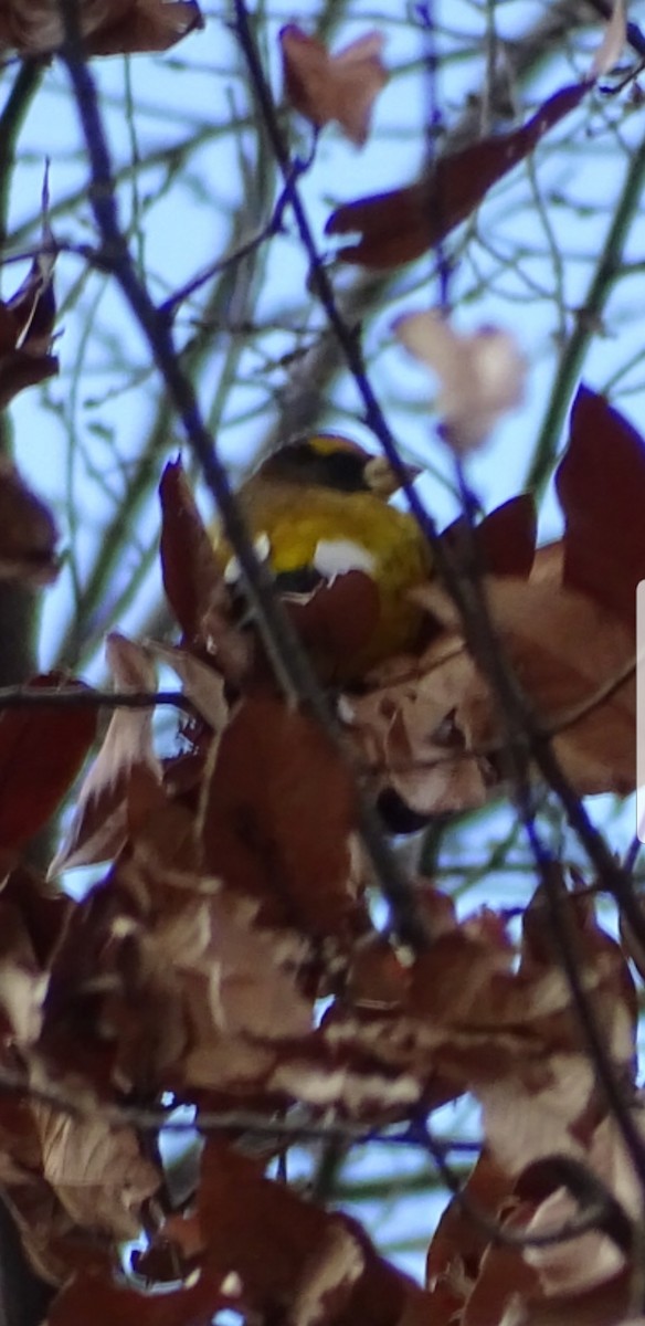 Evening Grosbeak - ML133533811