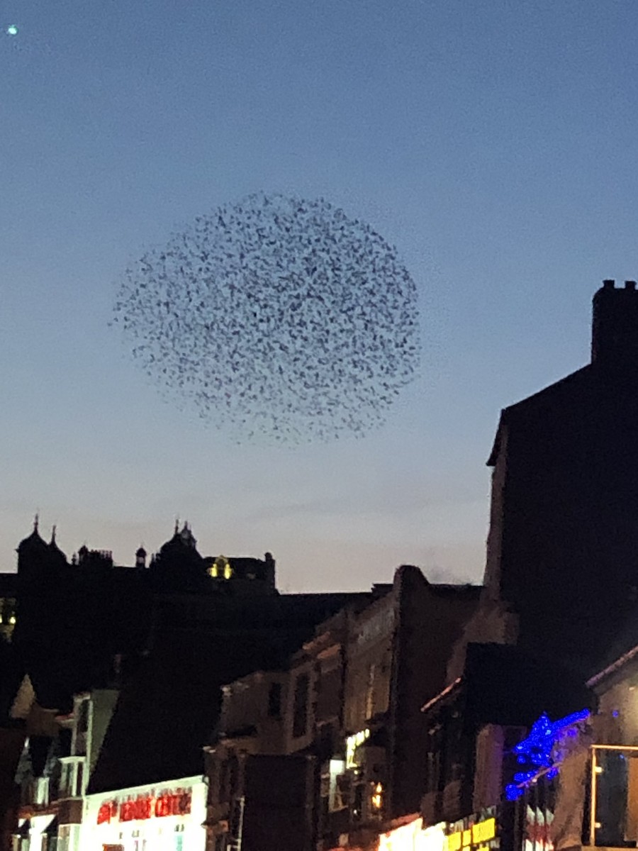 Хар тодол - ML133534251