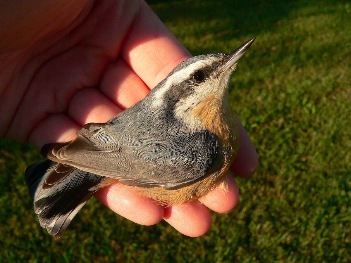 Red-breasted Nuthatch - ML133534361