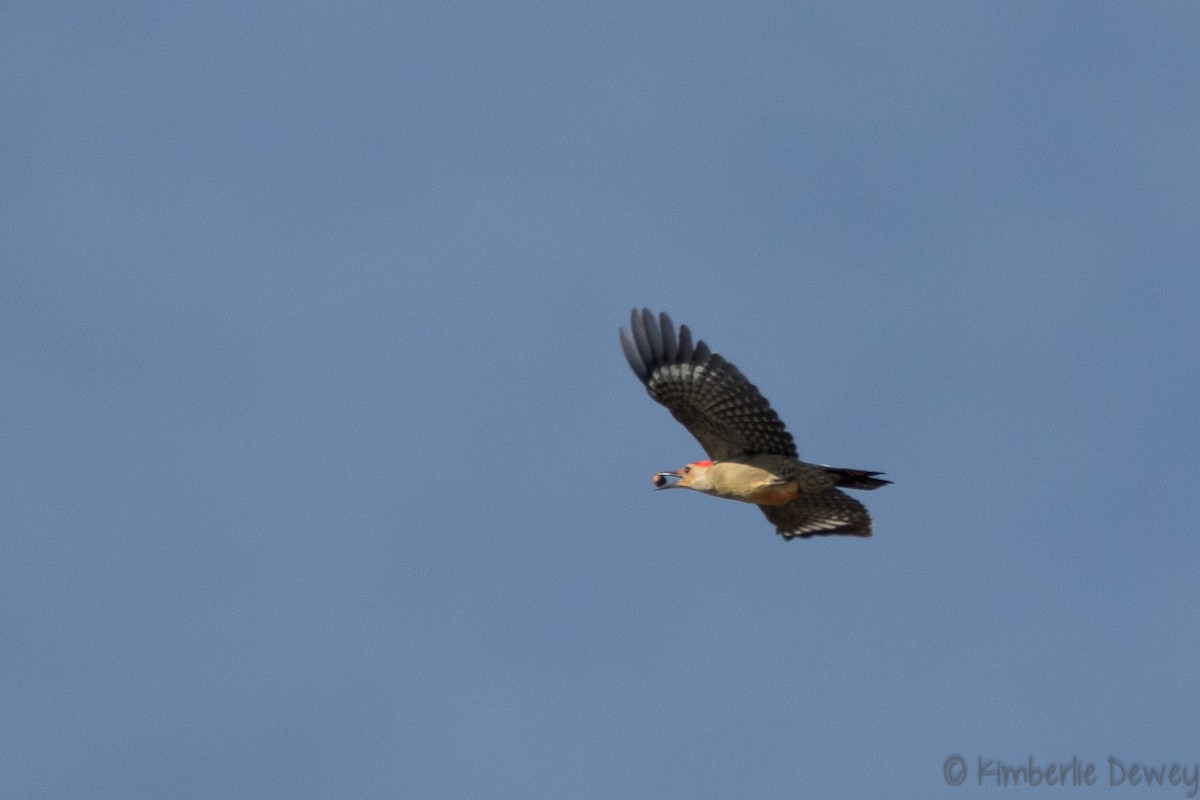 Red-bellied Woodpecker - ML133535061