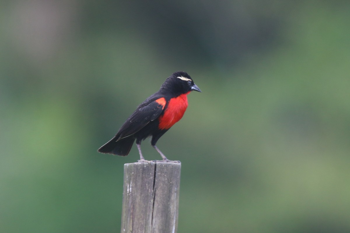 White-browed Meadowlark - ML133535181