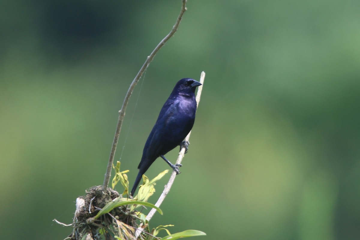 Shiny Cowbird - Ian Thompson