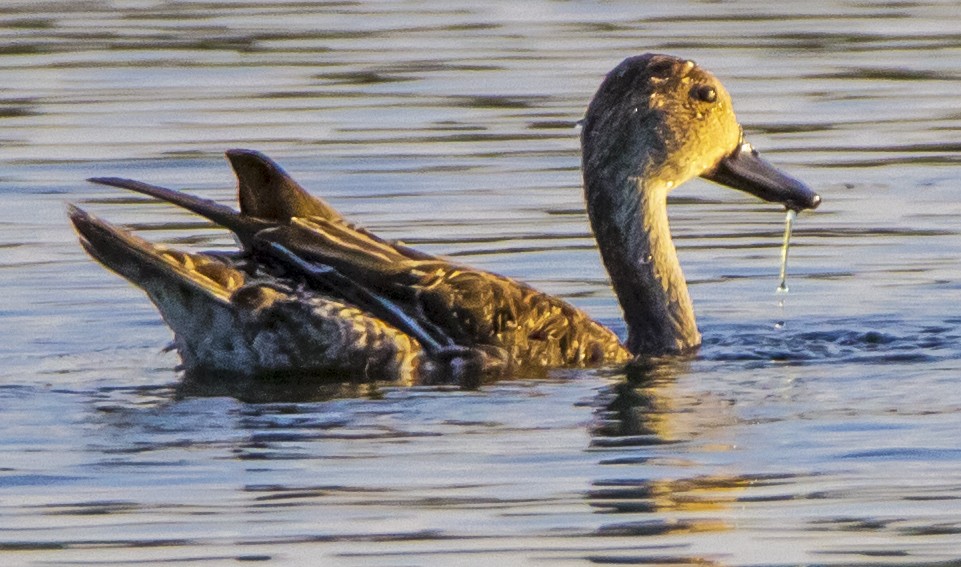 Canard pilet - ML133535681