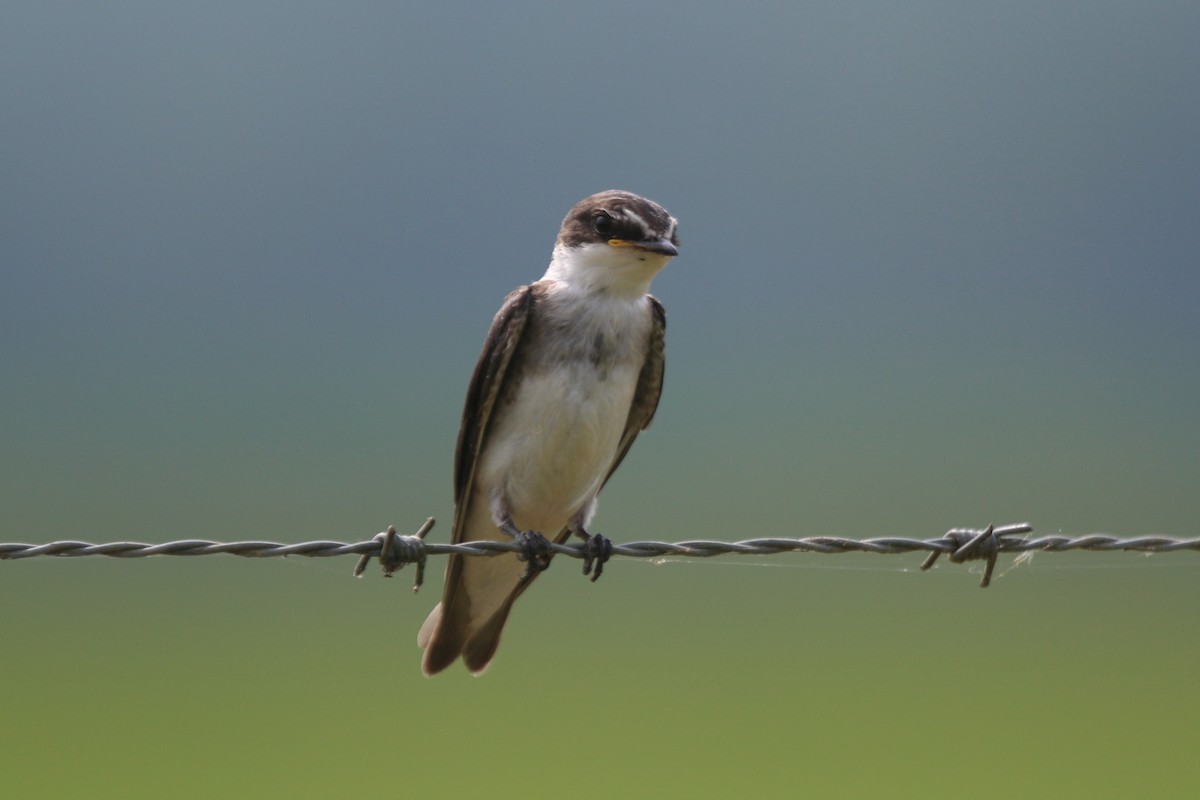 White-rumped Swallow - Ian Thompson