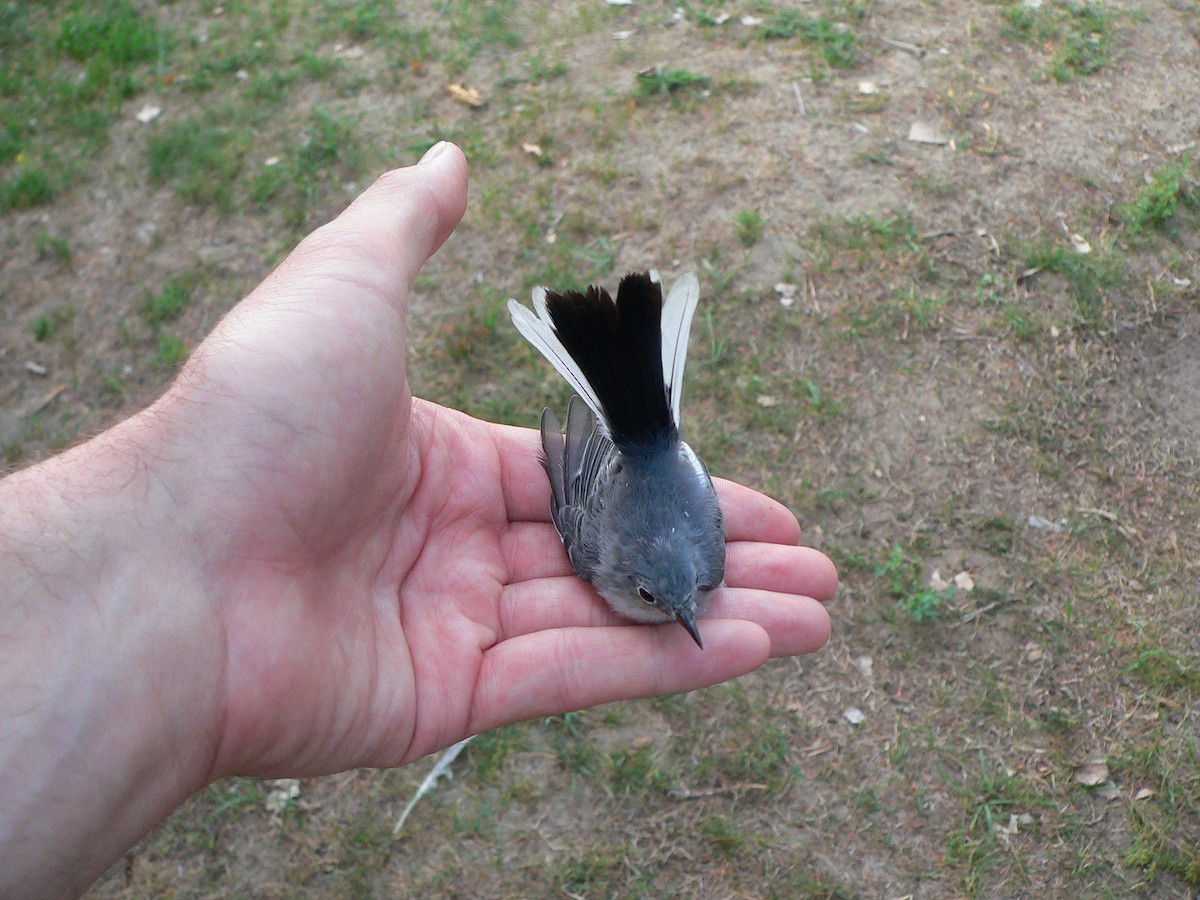 Blue-gray Gnatcatcher - ML133535771