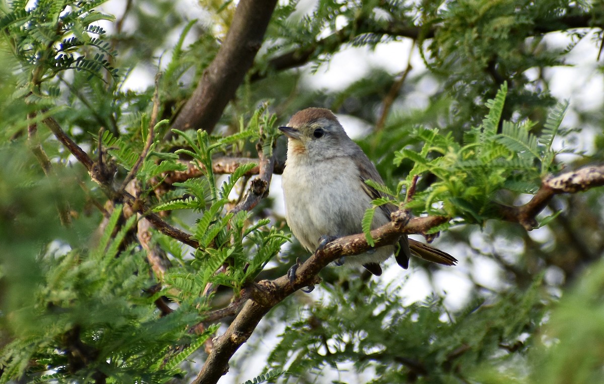 Short-billed Canastero - ML133536291