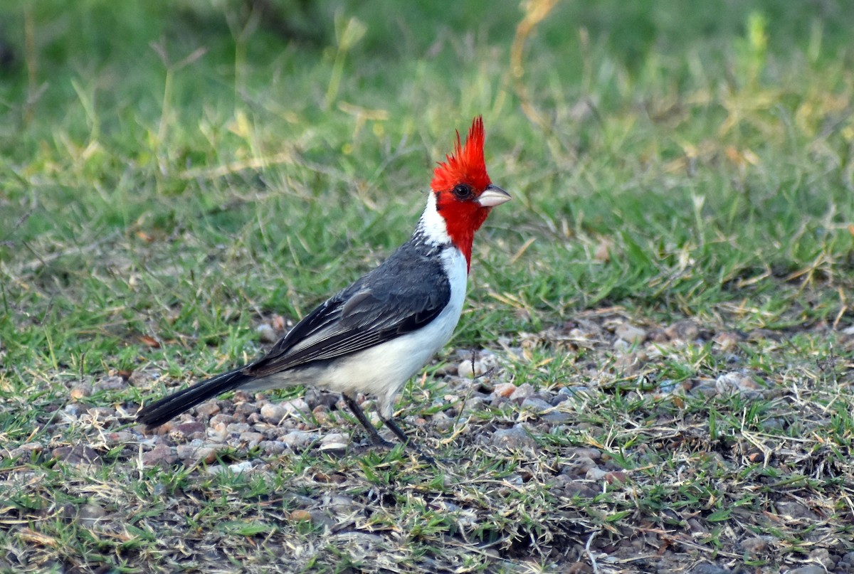 Red-crested Cardinal - ML133537181