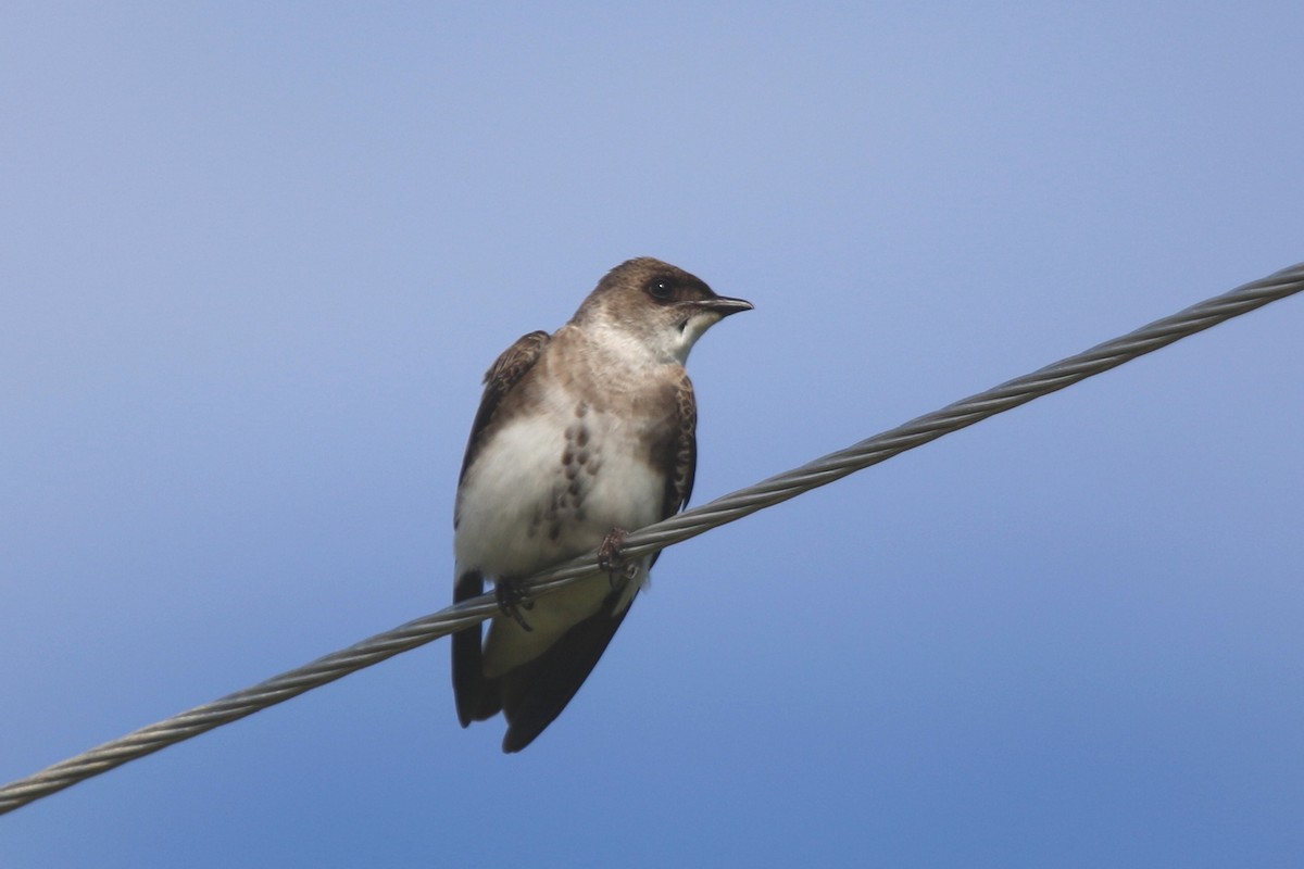 Brown-chested Martin - Ian Thompson