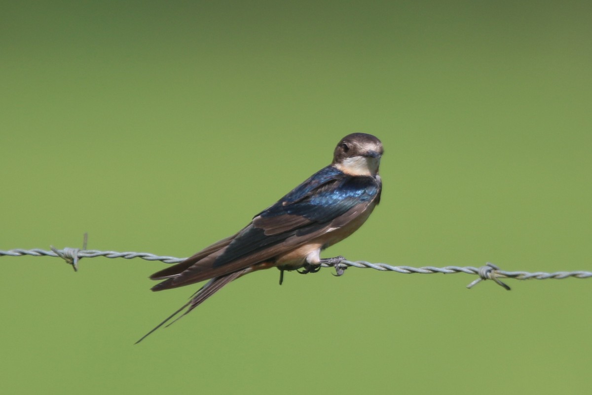 Barn Swallow - ML133538051