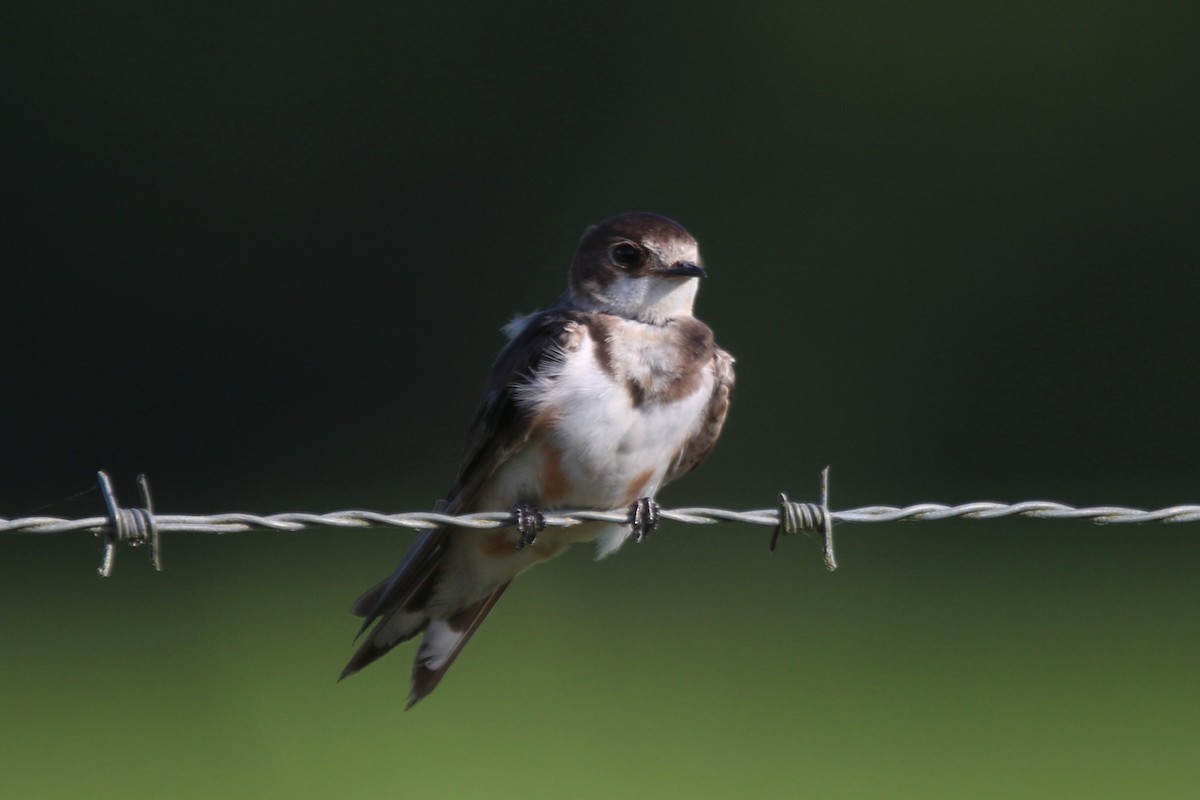 Barn Swallow - ML133538061