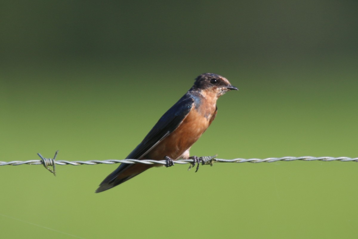 Barn Swallow - Ian Thompson