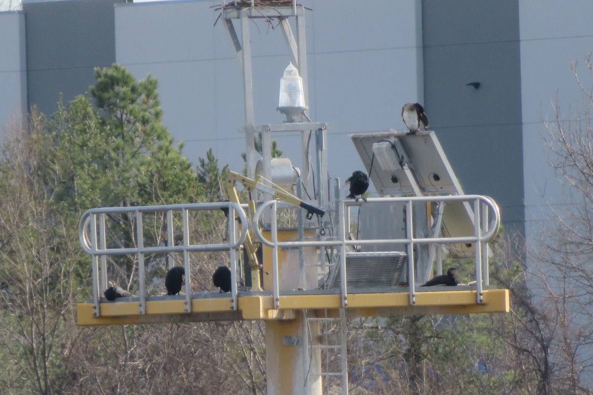 Great Cormorant - ML133538081