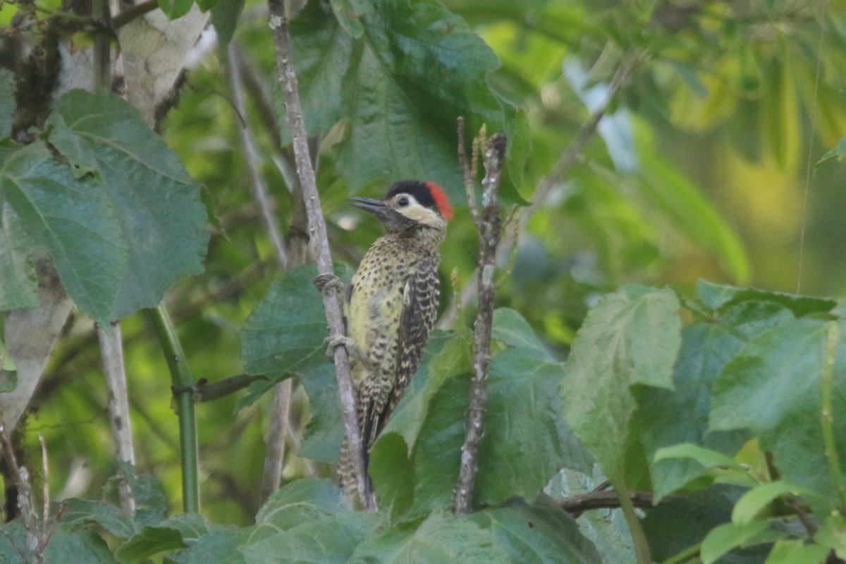 Green-barred Woodpecker - Ian Thompson